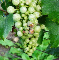 Grêle - Champagne - Hailstorm - 2008 Vintage